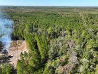 125 Acres Land For Sale in Brant : Hortense : Brantley County : Georgia