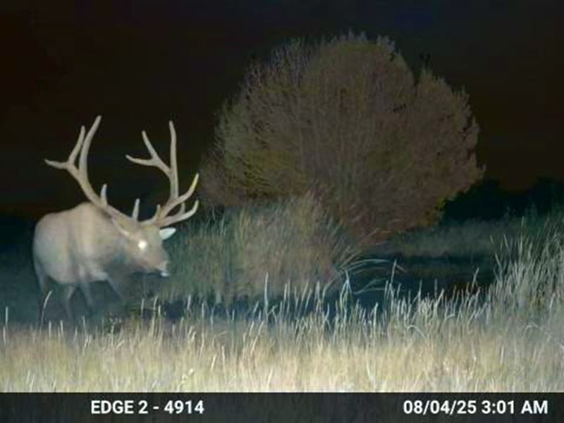 Poitry Canyon Trophy Elk, Deer : Branson : Las Animas County : Colorado