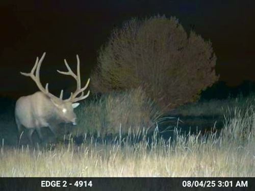 Poitry Canyon Trophy Elk, Deer : Branson : Las Animas County : Colorado