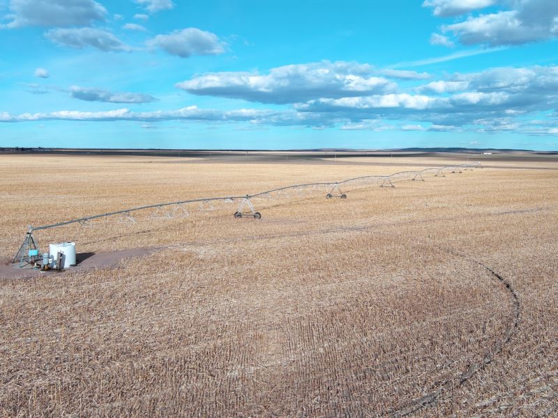 Elmo & Doyle Neiman Co Colo Auction : Holyoke : Phillips County : Colorado