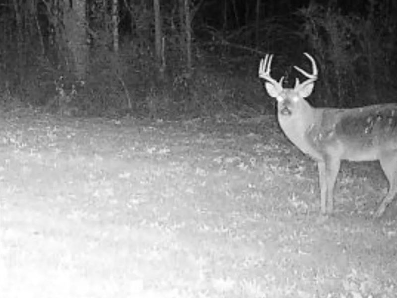 70.5 Acres in Hinds County, MS : Raymond : Hinds County : Mississippi