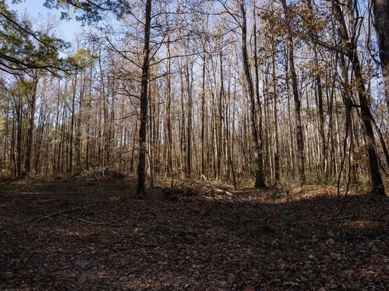 84.5 Acres in Woodville, MS on Hwy : Woodville : Wilkinson County : Mississippi