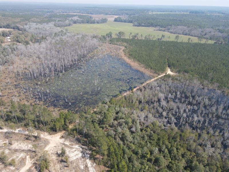 78 Acres Hwy 137 : Andalusia : Covington County : Alabama