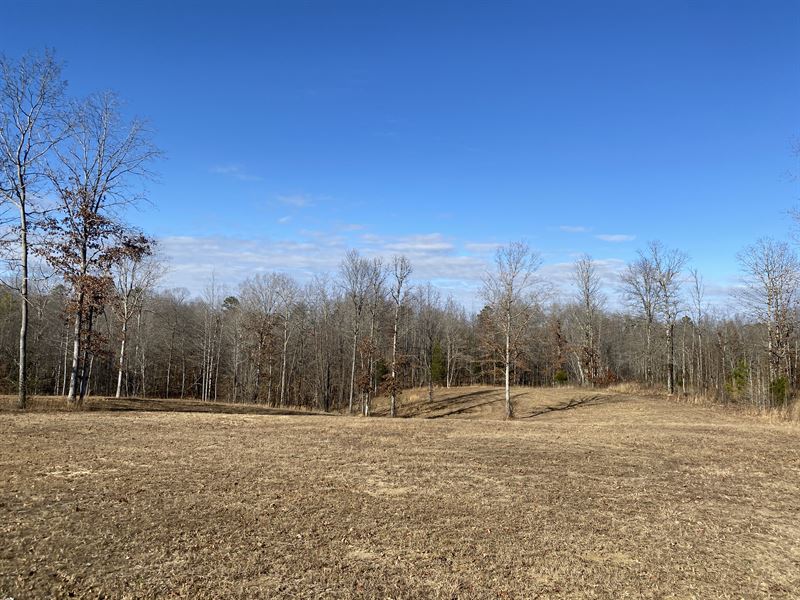 Wooded Land for Sale : Savannah : Hardin County : Tennessee