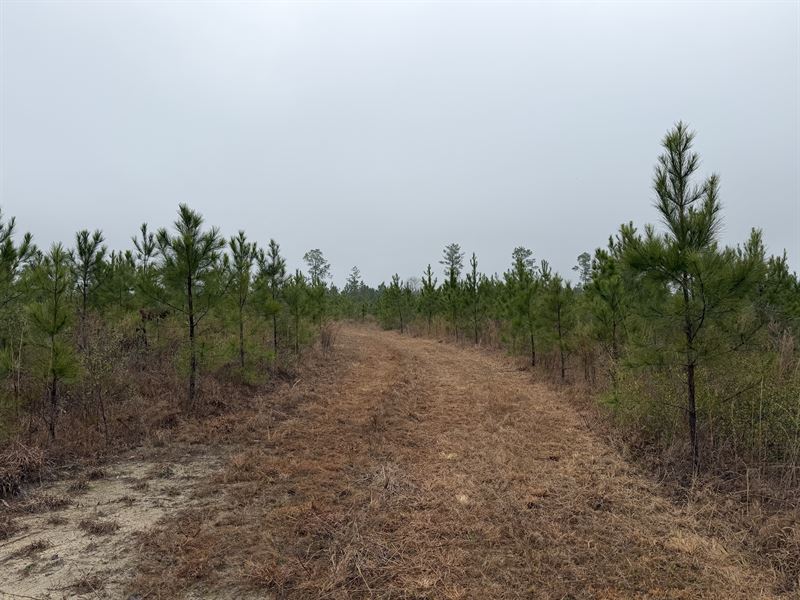 Firetower 113 Tract : Chatom : Washington County : Alabama