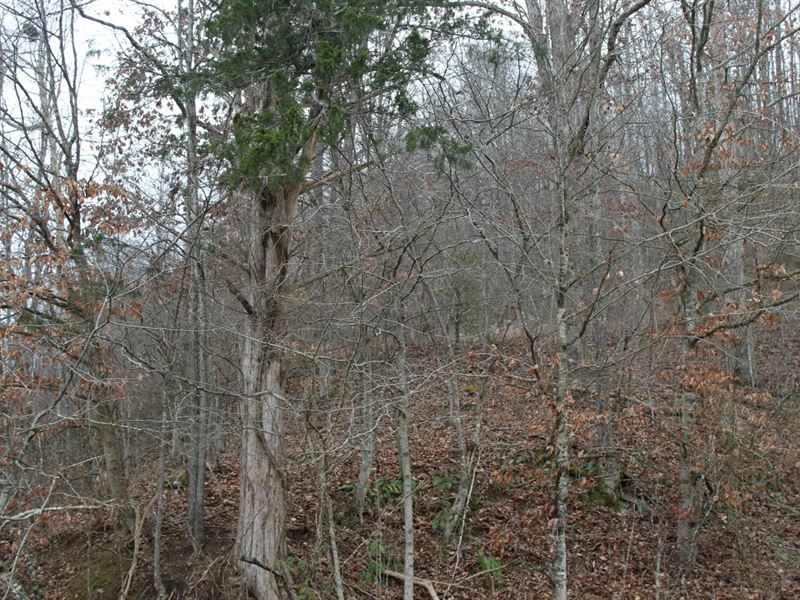 14 Acres in Morgan County, KY : West Liberty : Morgan County : Kentucky