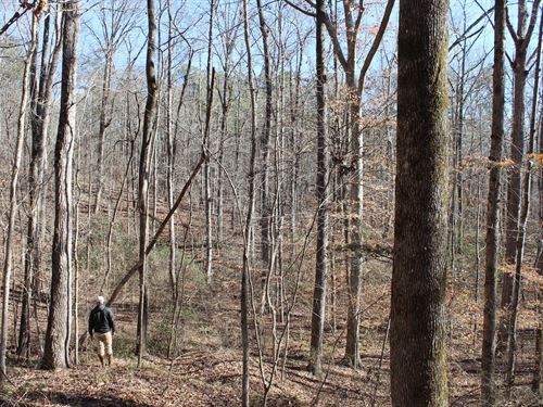 Super Convenient Natural Timber : West Blocton : Bibb County : Alabama