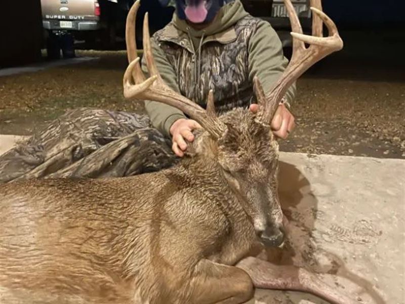 238.2 Acres in Bolivar County, MS : Alligator : Bolivar County : Mississippi