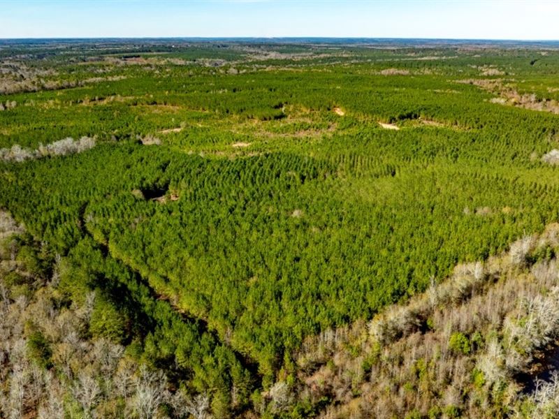 Payne Bottom Timberland : Ideal : Macon County : Georgia