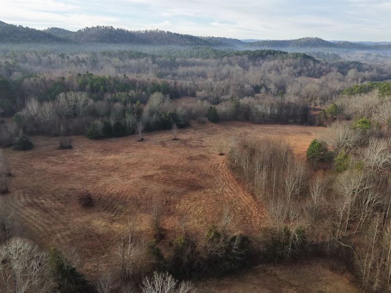12.93 Acres Tract 4 in Montgomery : Oden : Montgomery County : Arkansas