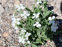 Panoramic 10-Acre Mountain View : Presidio City : Presidio County : Texas