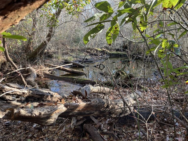 Hunter's Paradise in Eastern NC : Maysville : Jones County : North Carolina