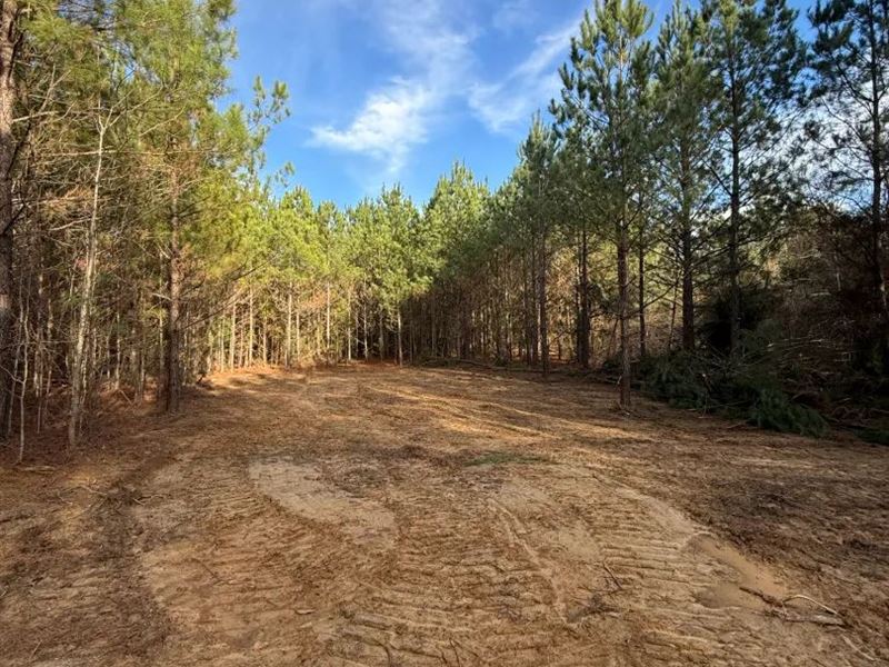 100.8 Acres in Winston County, MS : Louisville : Winston County : Mississippi