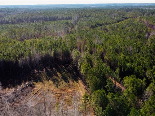 Lee County Road 28 Acres : Salem : Lee County : Alabama