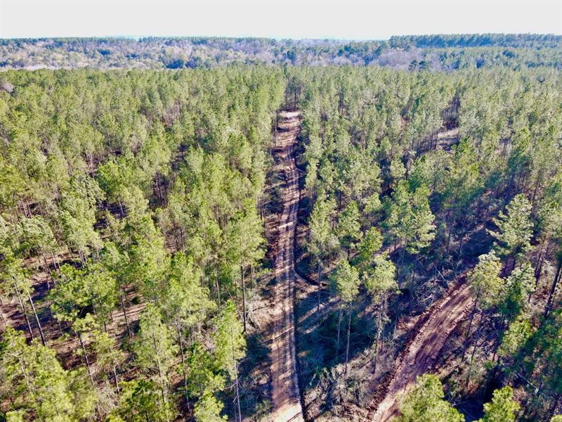 100 Acres in Jones County, MS : Ellisville : Jones County : Mississippi