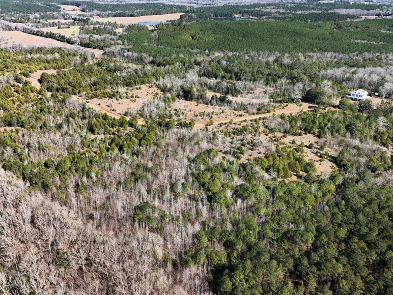 42 Acres in Lowndes County, AL : Hayneville : Lowndes County : Alabama
