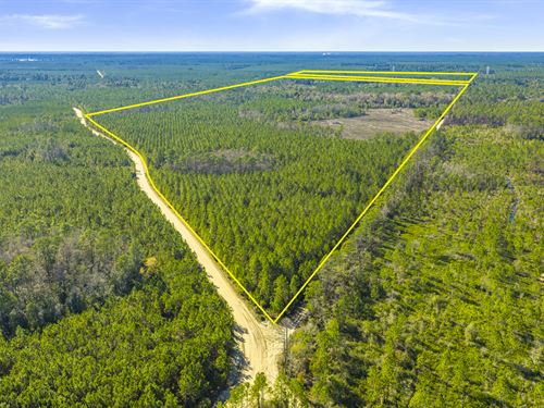 Clay County Timber and Recreation : Keystone Heights : Clay County : Florida