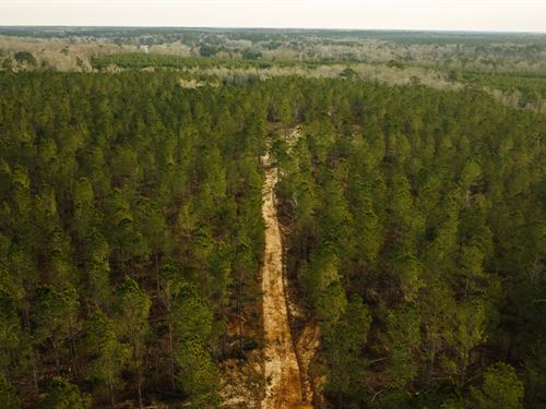 311 Acres in Lincoln County, MS : Bogue Chitto : Lincoln County : Mississippi