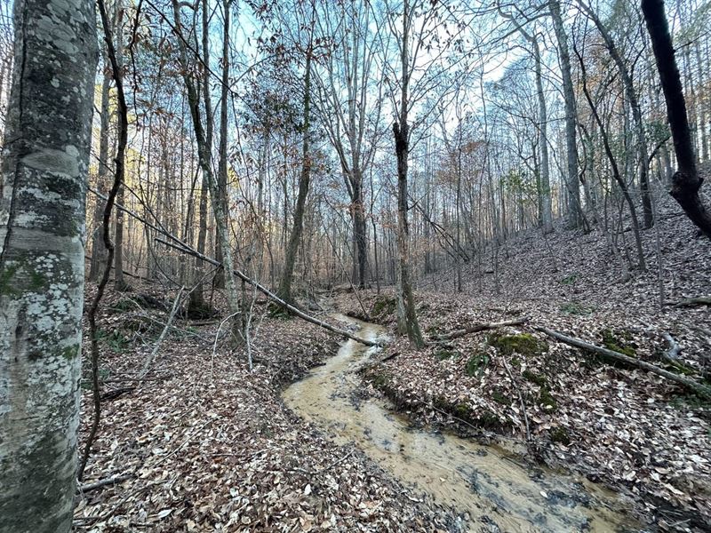 Scott Bottom Tract, 25 Acres Perry : Marion : Perry County : Alabama