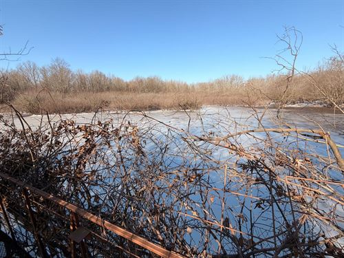 Ducks, Deer, & Turkeys on Bayou Des : Griffithville : White County : Arkansas