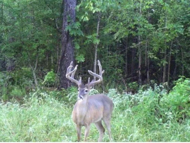 76 Acre Homesite in Hazlehurst, Cop : Hazlehurst : Copiah County : Mississippi
