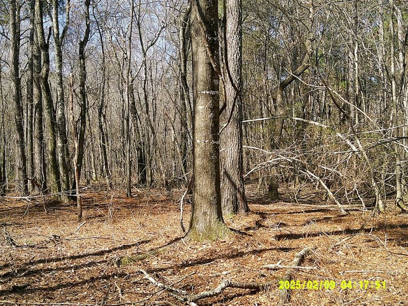 37.8 Acres in Dooly County, GA : Unadilla : Dooly County : Georgia