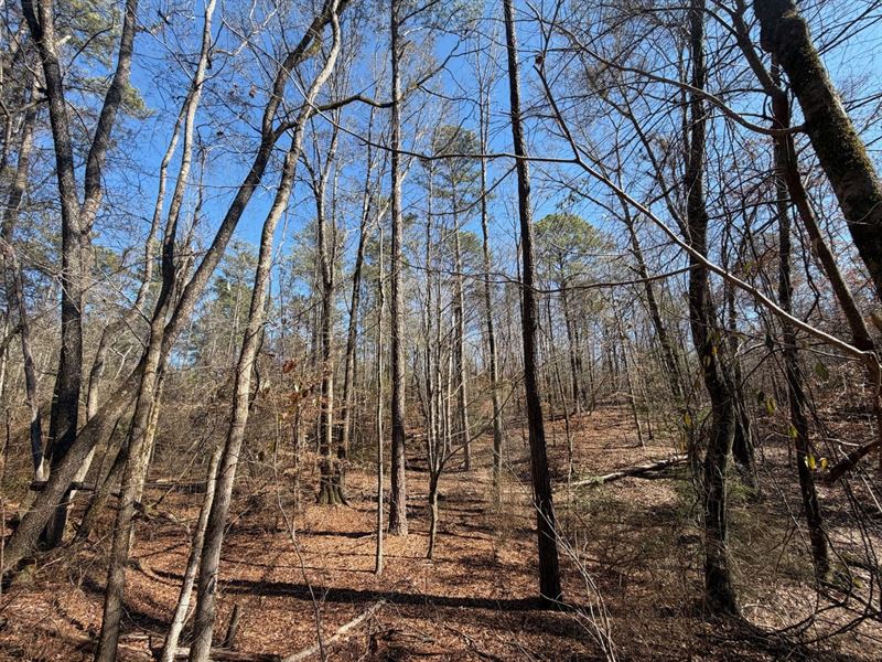 Akron Hunting and Timber Tract : Akron : Hale County : Alabama