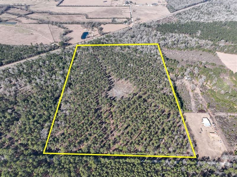 49 Acres, T-5, Louisville Road : Pennington : Trinity County : Texas