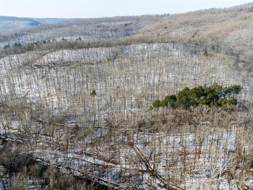 Scotland Ridge 40 : Scotland : Conway County : Arkansas