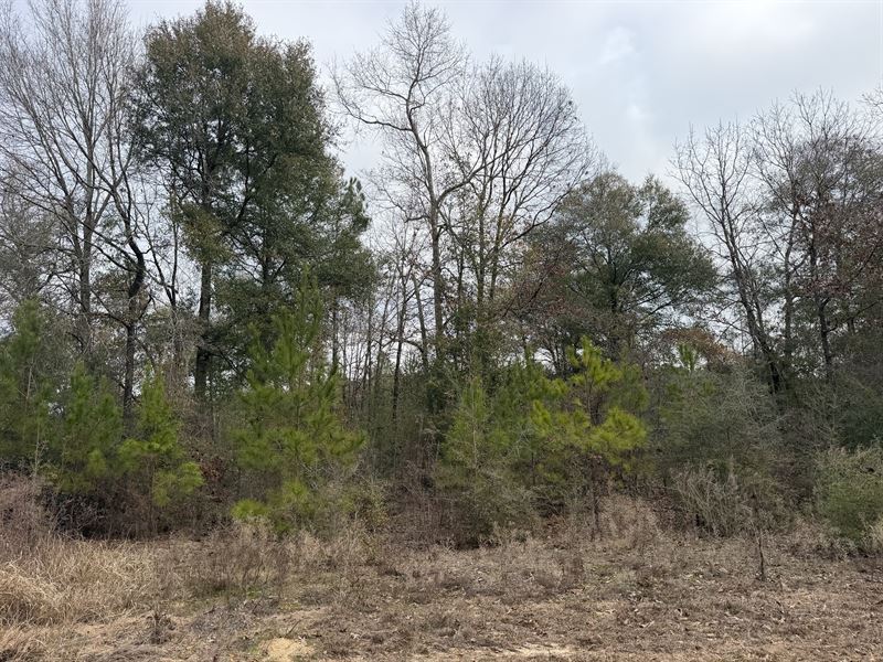 Highway 98 Tract-38 Acres : Leakesville : Greene County : Mississippi