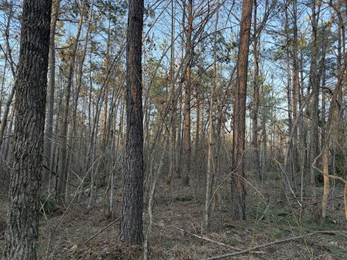 Hunting Land for Sale in Hardin Co : Adamsville : Hardin County : Tennessee