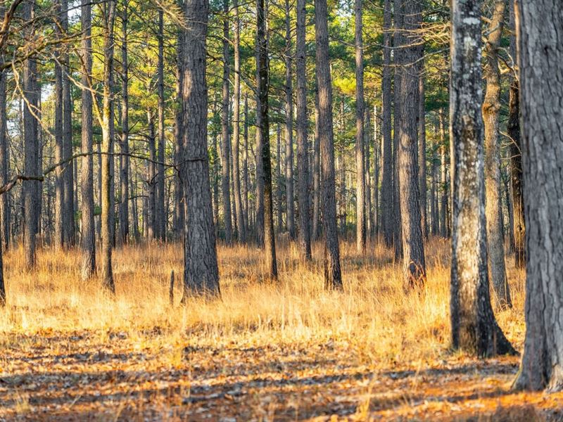 Echaw Creek Plantation : Jamestown : Berkeley County : South Carolina