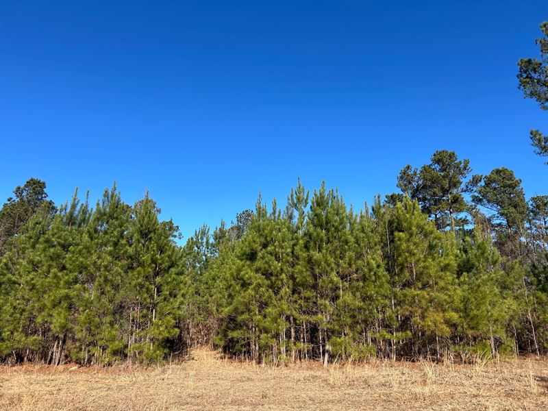 Beautiful Farm in Hancock Co : Sparta : Hancock County : Georgia