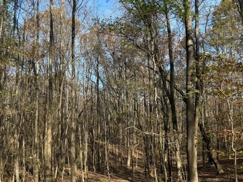 73.5 Acres with a Cabin in Choctaw : Ackerman : Choctaw County : Mississippi