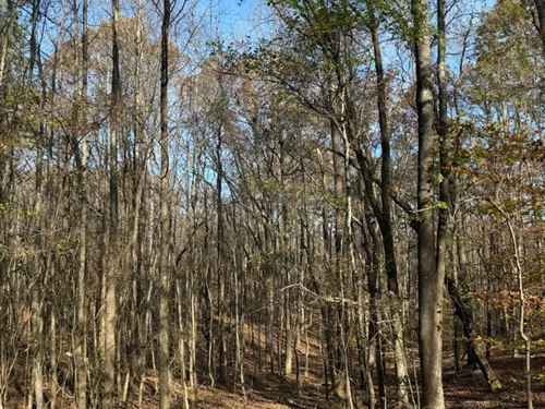 73.5 Acres With a Cabin in Choctaw : Ackerman : Choctaw County : Mississippi