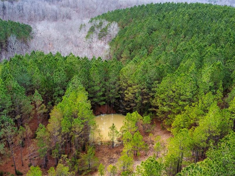 Highway 412 North Tract 3 : Hohenwald : Lewis County : Tennessee