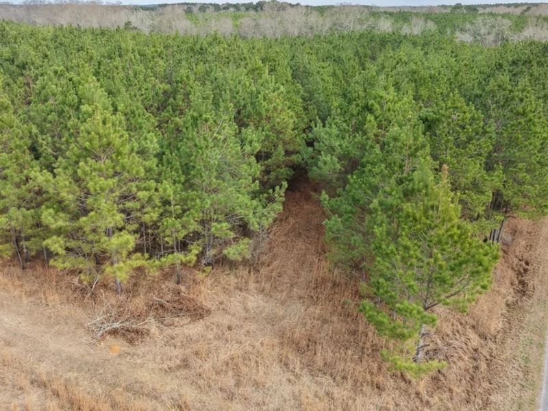 70 Acres in Jefferson Davis County : Carson : Jefferson Davis County : Mississippi