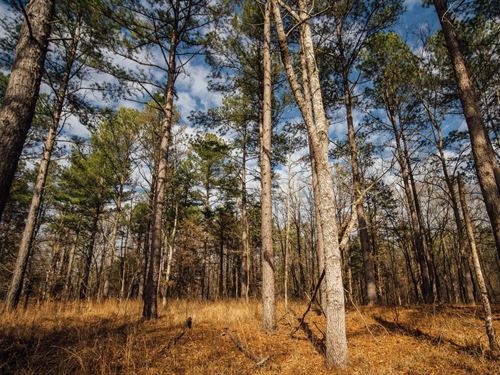 One Equity Share at Wilderness West : West : Holmes County : Mississippi