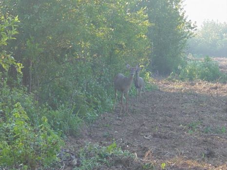 Hunting Paradise : Butler : Taylor County : Georgia