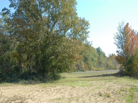 200 Acre Deer/duck Lease : Poplar Grove : Phillips County : Arkansas