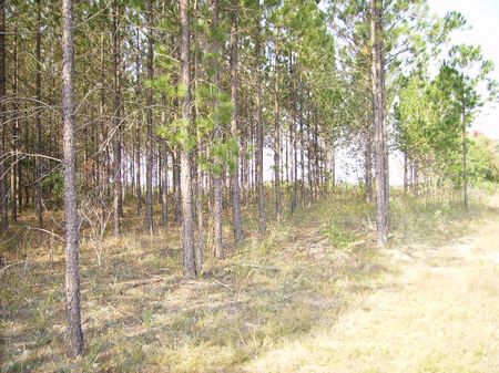 Great Hunting and Timber Tract : Dublin : Laurens County : Georgia