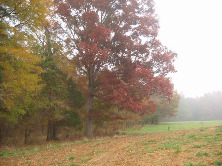 Spectacular Pasture Land-Silk Hope : Siler City : Chatham County : North Carolina