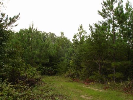 Excellent Hunting Recreation Opp : Rugby : Morgan County : Tennessee