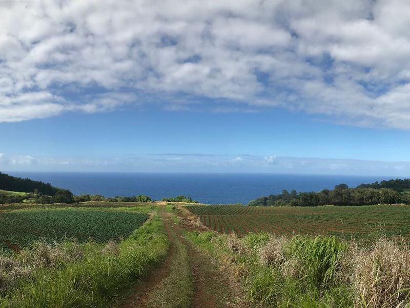 Large Track Hawaii Land : Papaloa : Hawaii County : Hawaii