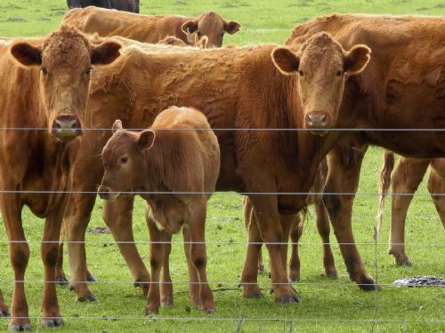 Puzzlewood Ranch : Palestine : Anderson County : Texas