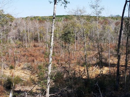 Hurricane Creek Tract : Enterprise : Geneva County : Alabama
