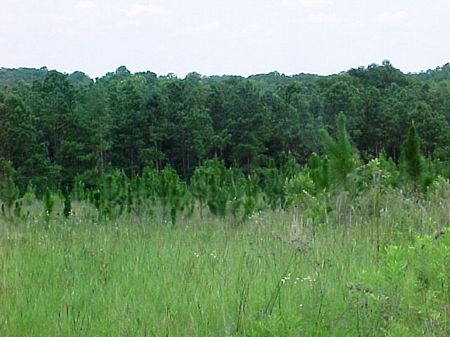 Richland Creek : Richalnd Creek : Pike County : Alabama