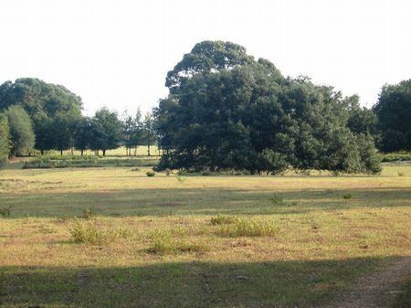 Catlle Farm : Bainbridge : Decatur County : Georgia