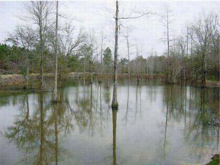 Great Recreational Tract : Blakely : Early County : Georgia