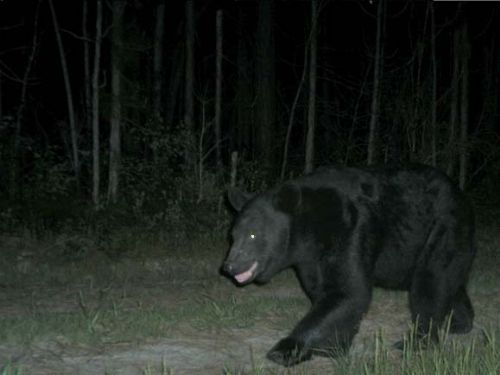 Long Ridge Sanctuary : Atkinson : Pender County : North Carolina